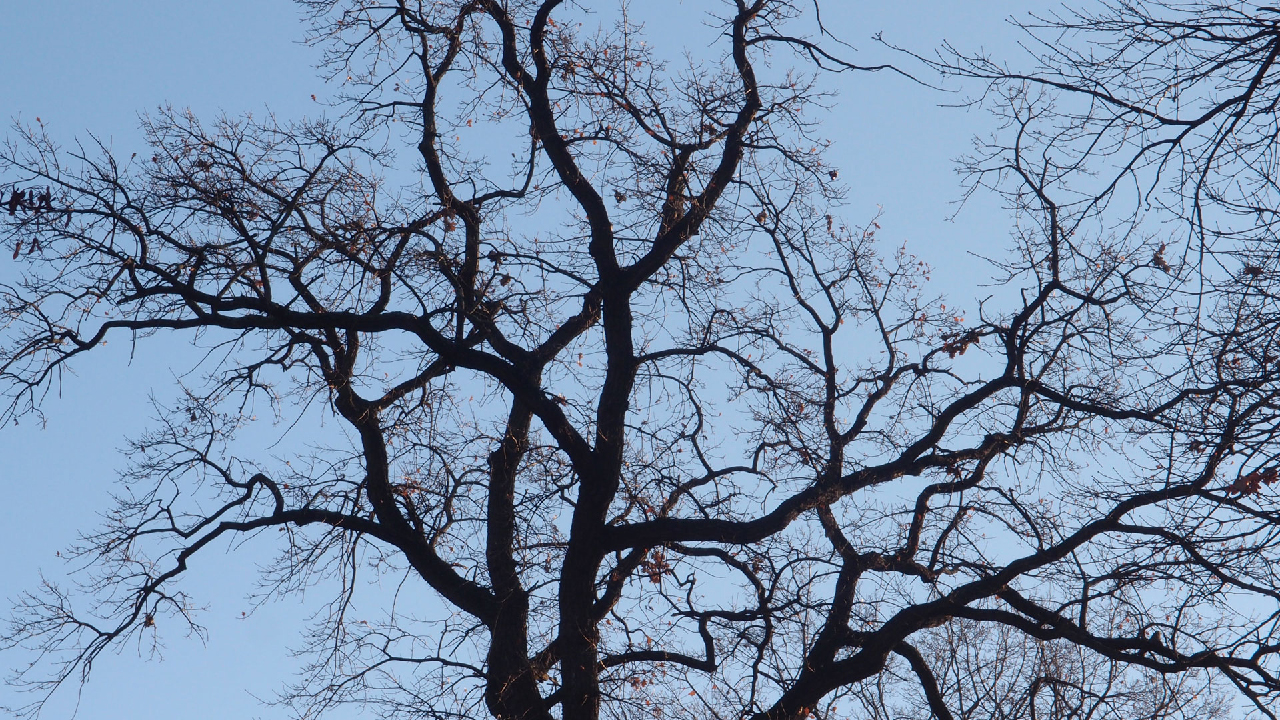 2020-12-26 Kühlgeträt (On/Off) (Remix John Cage - Empty Words IV)